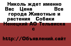 Николь ждет именно Вас › Цена ­ 25 000 - Все города Животные и растения » Собаки   . Ненецкий АО,Тельвиска с.